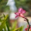 KOWA SUPER PROMINAR-16 50MM.F1.5 M39 MOUNT