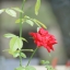 MINOLTA AF 75-300MM.F4.5-5.6 SONY A MOUNT