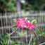 YASHICA YASHINON 45MM.F1.9 MODIFIED M39 MOUNT