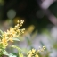 CANON ZOOM LENS EF 35-105MM.F3.5-4.5 MACRO CANON EF MOUNT