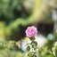 MINOLTA MC TELE ROKKOR-QD 135MM. F.3.5 MD MOUNT