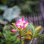 MAMIYA-SEKOR F.C. 48MM.F1.9 MODIFIED M39 MOUNT