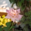 EXAKTAR 35-70MM. F3.5-4.8 MC MACRO MD Mount
