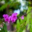 YASHICA AUTO YASHINON DS-M 50MM.F1.4 M42 MOUNT