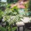 KINO-SANKYO 38MM.F1.4 MODIFIED M4/3 MOUNT