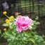 TV LENS 16MM.F1.6 C MOUNT