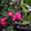 YASHICA COLOR YASHINON-DX 45MM.F1.7 MODIFIED LM MOUNT(RF COUPLING)