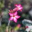 KOWA 50MM.F1.9 MODIFIED M39 MOUNT