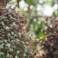 SCHNEIDER-KREUZNACH EDIXA XENAR 50MM.F2.8 M42 MOUNT