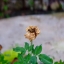 MAMIYA SEKOR 48MM. F2.8 MODIFLY FUJIFILM FX MOUNT
