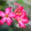 SMC PENTAX-M 50MM.F1.4 PK MOUNT