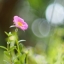 YASHICA AUTO YASHINON-DX 50MM.F1.4 M42 MOUNT