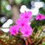 LEITZ WETZLAR ELMARON 100MM.F2.8 MODIFIED M42 MOUNT
