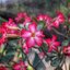 KODAK EKTANAR LENS 50MM.F2.8 MODIFIED M39 MOUNT(RF Coupling)