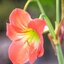 WILL-WETZLAR MAGINON 85MM.F2.8 MODIFIED M42 MOUNT