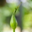 OSAWA MC 35-105MM.F3.5-4.5 MACRO OM MOUNT