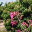 CANON LENS EX 35MM.F3.5 MODIFIED M39 MOUNT