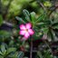 KONICA HEXANON 45MM.F1.6 MODIFIED M39 MOUNT
