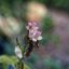 RMC TOKINA II 28-70MM. F3.5-4.5 MACRO NIKON AIS MOUNT