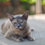 NIKKOR -S Auto 50MM.F1.4 NON Ai MOUNT