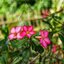 VOIGTLANDER COLOR-SKOPAR 50MM.F2.8 MODIFIED M39 MOUNT