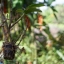 CANON LENS SE 45MM.F1.7 MODIFLY SONY NEX MOUNT