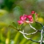 JUPITER-9 85MM.F2 M42 MOUNT