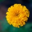 TOKINA AT-X 28-85MM.F3.5-4.5 CLOSE FOCUS FD MOUNT
