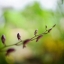 AUTO CHINON 55MM.F1.4(TOMIOKA)