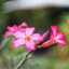 PORST COLOR REFLEX AUTO 55MM.F1.4 M42 MOUNT