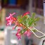 TELE-TAKUMAR 200MM.F5.6 M42 MOUNT