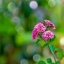 JUPITER-9 85MM.F2 M42 MOUNT