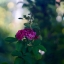 KONISHIROKU HEXANON 47MM.F1.9 E MOUNT