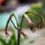 INDUSTAR-50-2 50MM.F3.5 M42 MOUNT