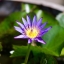 MINOLTA MC TELE ROKKOR-QF 200MM. F3.5 MD MOUNT