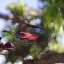 KONISHIROKU HEXANON 47MM.F1.9 E MOUNT