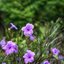 KONICA HEXANON 45MM.F1.8 MODIFIED M39 MOUNT