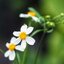 NIKON MICRO-NIKKOR 105MM.F2.8 AIS MOUNT