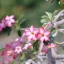 SUPER-KOMURA 300MM.F5 FD MOUNT