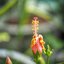 SANKYO CINE LENS 38MM.F1.4 MODIFIED M4/3 MOUNT