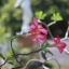 YASHICA YASHINON-DX 50MM.F2 M42 MOUNT