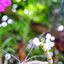 YASHICA COLOR YASHINON-DX 45MM.F1.7 FOR FUJIFILM FX MOUNT