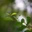 SMC PENTAX-M 200MM.F4 PK MOUNT