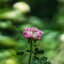 NIKON NIKKOR 55MM.F1.2 NIKON NON AI MOUNT (บากท้ายแล้ว)
