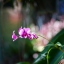 NIKKOR-Q. AUTO 200MM. F4 NIKON NON AI MOUNT