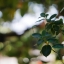 MAMIYA-SEKOR F.C 48MM. F1.9 MODIFLY SONY NEX MOUNT