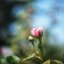 SANKYO CENI LENS 38MM.F1.4 MODIFIED M4/3 MOUNT