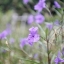 SCHNEIDER-KREUZNACH EDIXA XENAR 50MM.F2.8 M42 MOUNT
