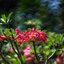 NIKON AF NIKKOR 85MM.F1.8D NIKON AIS MOUNT