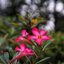 NIKON AF NIKKOR 50MM.F1.4D AIS MOUNT(NO.2)